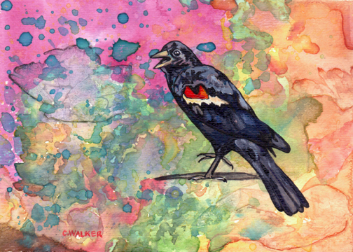 Red-winged Blackbird