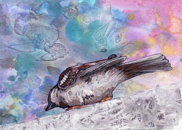 Rear-view Sparrow