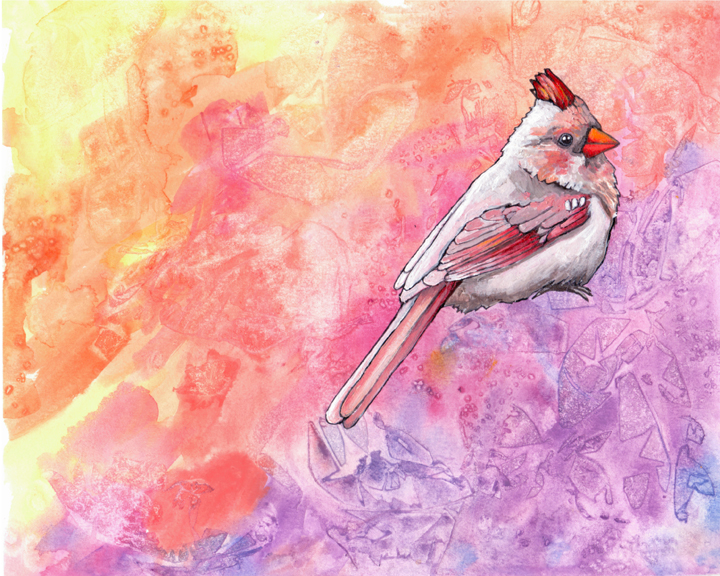 Female Cardinal I picture