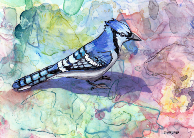 Blue Jay I