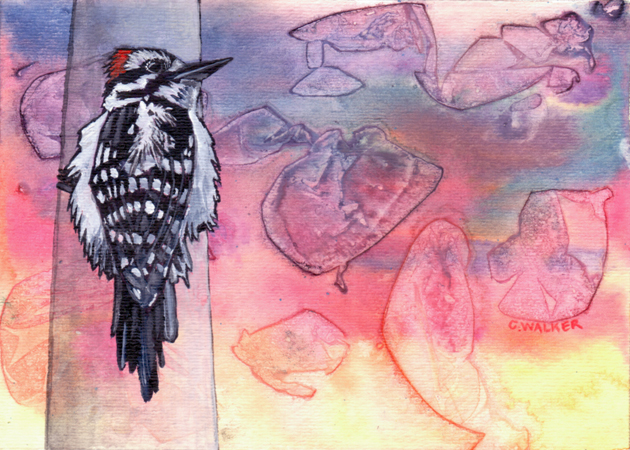 Woodpecker at Leslie Spit