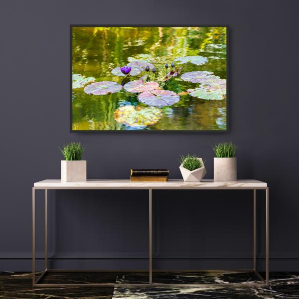 Purple Water Lily picture