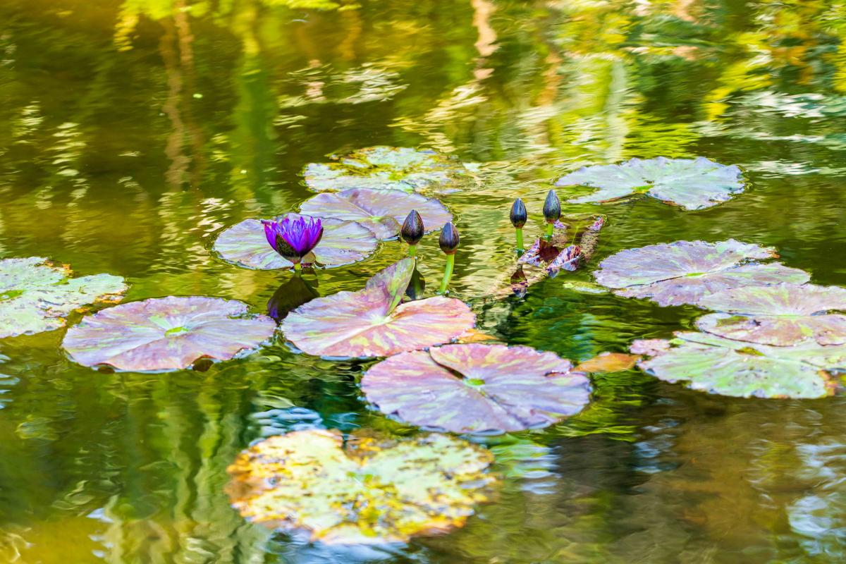 Purple Water Lily Eventeny