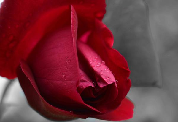 Will You Accept This...