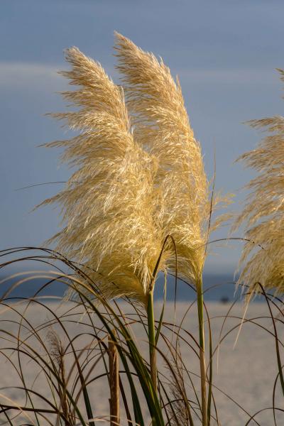 Coronado Golden Grass picture