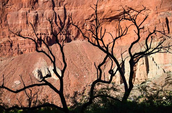 Tree of the Canyon