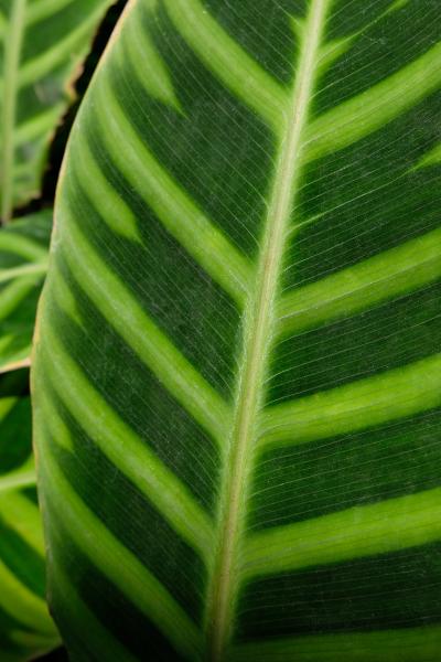 Banana Leaf 1 picture