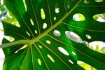 Monstera Leaf I