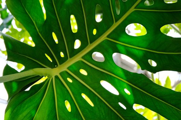 Monstera Leaf I