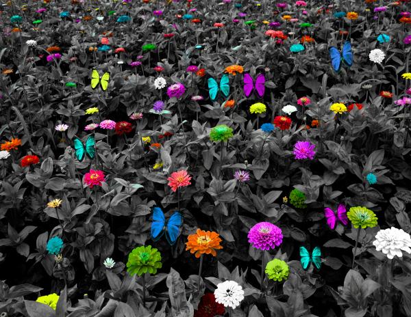 BW Colorful Meadow with Butterflies picture