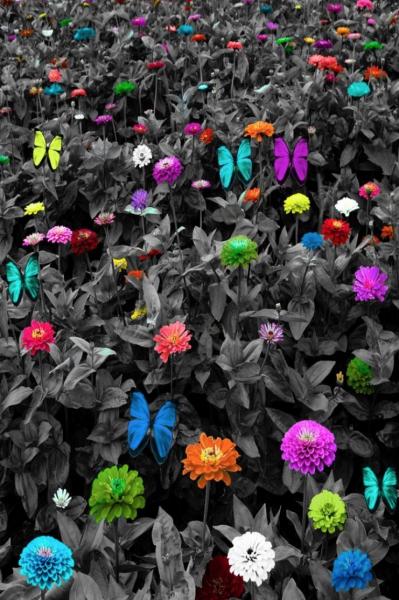 Vertical BW Colorful Meadow with Butterflies picture