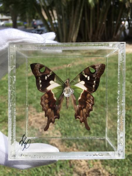 3" X 3" Butterfly Frames (Graphium weiskei) picture