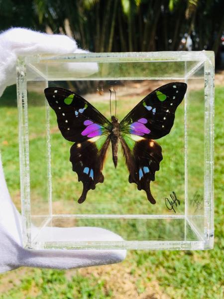 3" X 3" Butterfly Frames (Graphium weiskei)