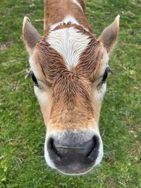 Munchkin photos