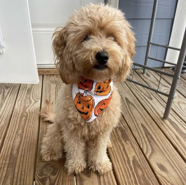 Nana's Bandanas Pet Boutique Fuquay Varina North Carolina United