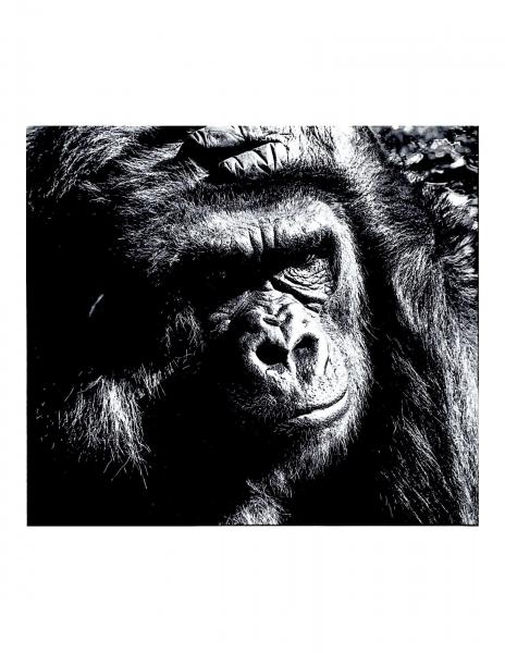 Debb Walker - Soulful Silverback picture