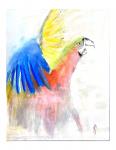 Monica Diaz - Macaw