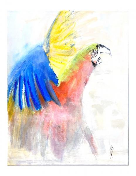 Monica Diaz - Macaw picture