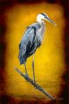 Blue Heron on Log