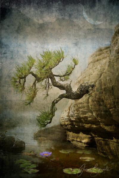 Bonsai at Night Unframed picture