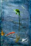 Three Koi and a Pond Plant LE 12x16 Unframed