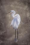 Egret #3 Intensity 12x16 Unframed