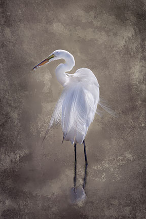 Egret #3 Intensity 12x16 Unframed picture