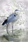 Blue Heron Wading Unframed