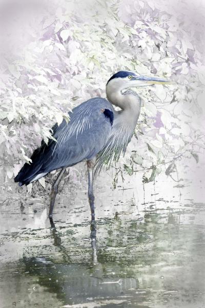 Blue Heron Wading Unframed