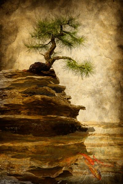 Bonsai on the Rocks Unframed