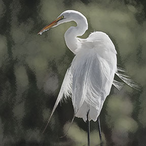 Egret #2 Delicious picture