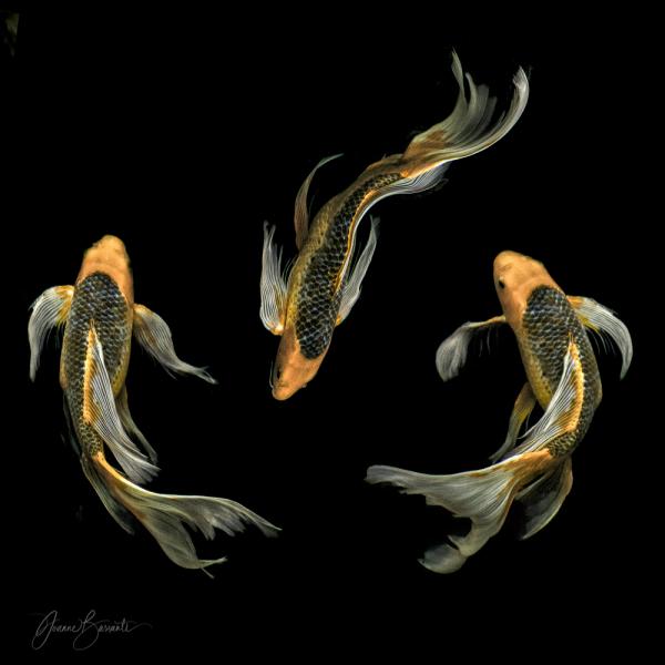 Koi Trinity 14x14 Canvas Wrap picture