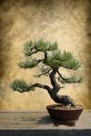 Bonsai in Pot Unframed