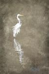 Egret Reflection 12x16 Unframed