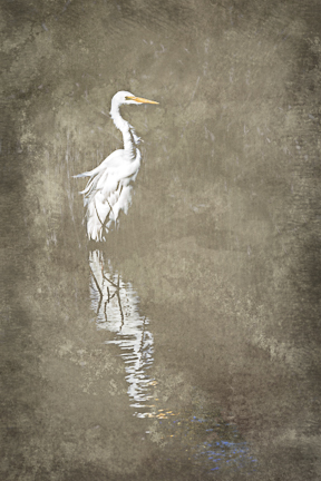 Egret Reflection 12x16 Unframed picture