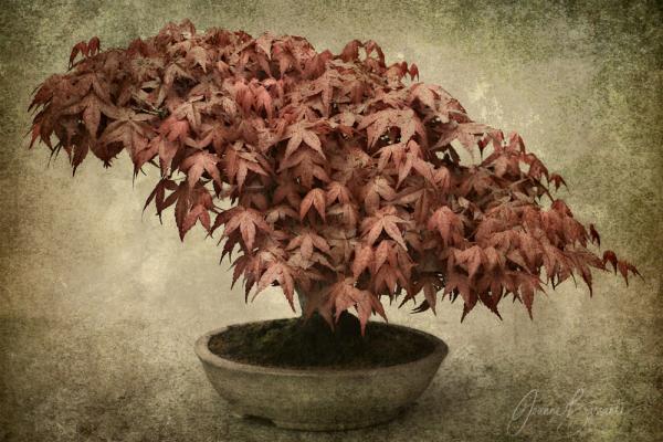 Red Maple Bonsai Unframed