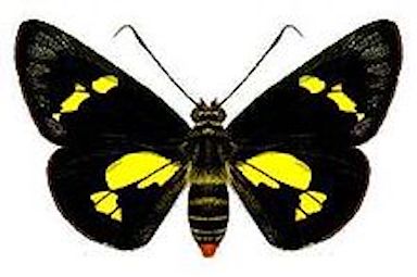 Notecards, Butterflies of Moss Rock Preserve picture