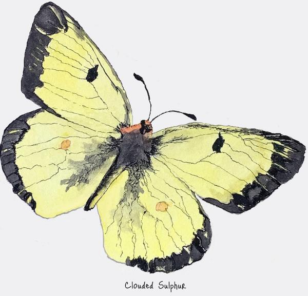 Notecards, Butterflies of Moss Rock Preserve