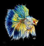 Blue Betta