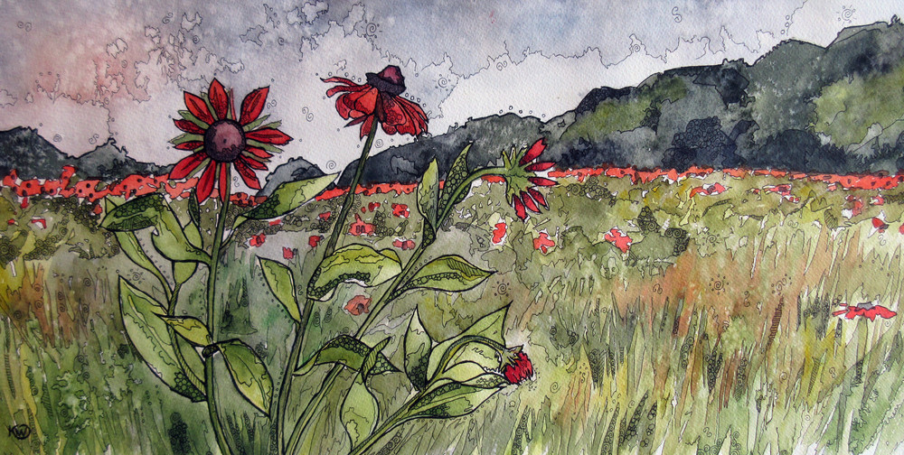 Crimson Daisies Canvas Print