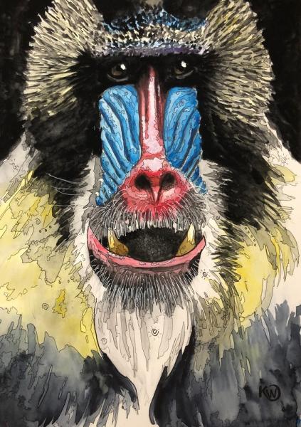 Mandrill picture