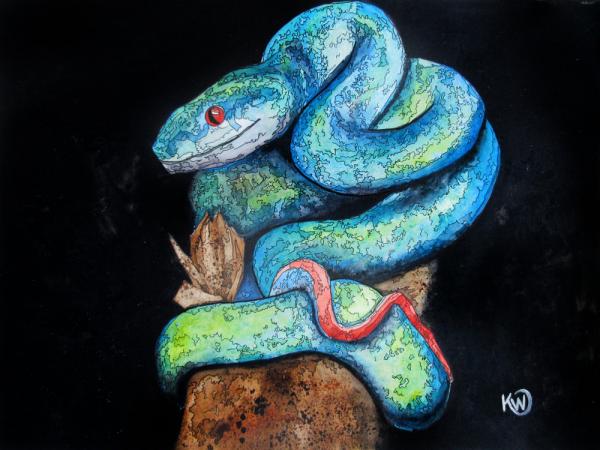 Blue Pit Viper picture