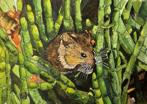 Marsh Mouse picture