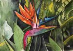 Bird of Paradise Metal Print