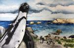 African Penguin