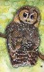 Northern Spotted Owl