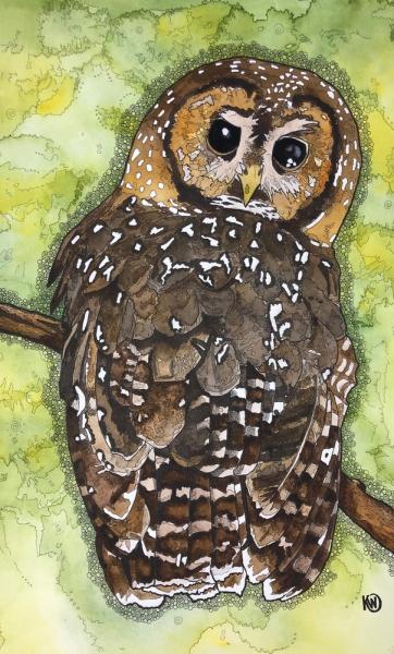 Northern Spotted Owl picture