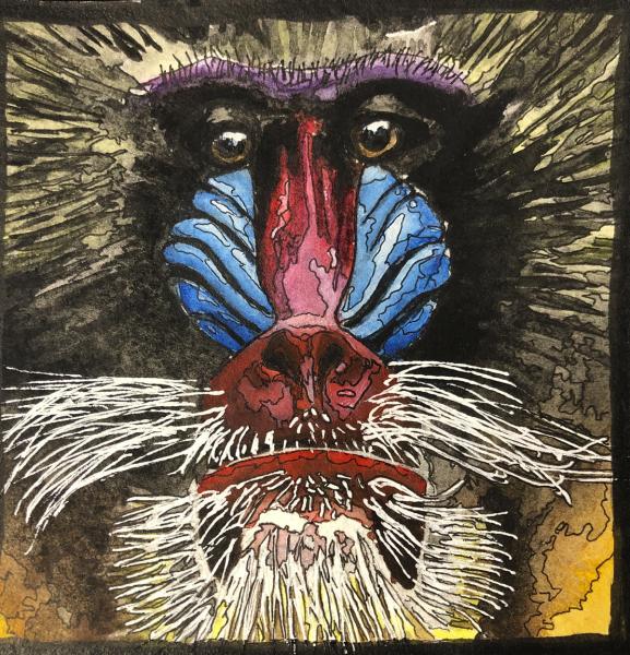 Watermini: Mandrill picture