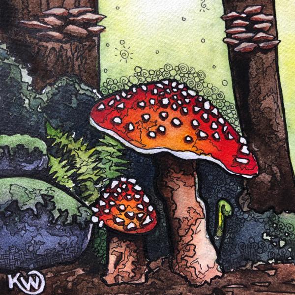 Shrooms picture