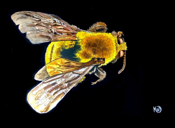 Morrison Bumble Bee